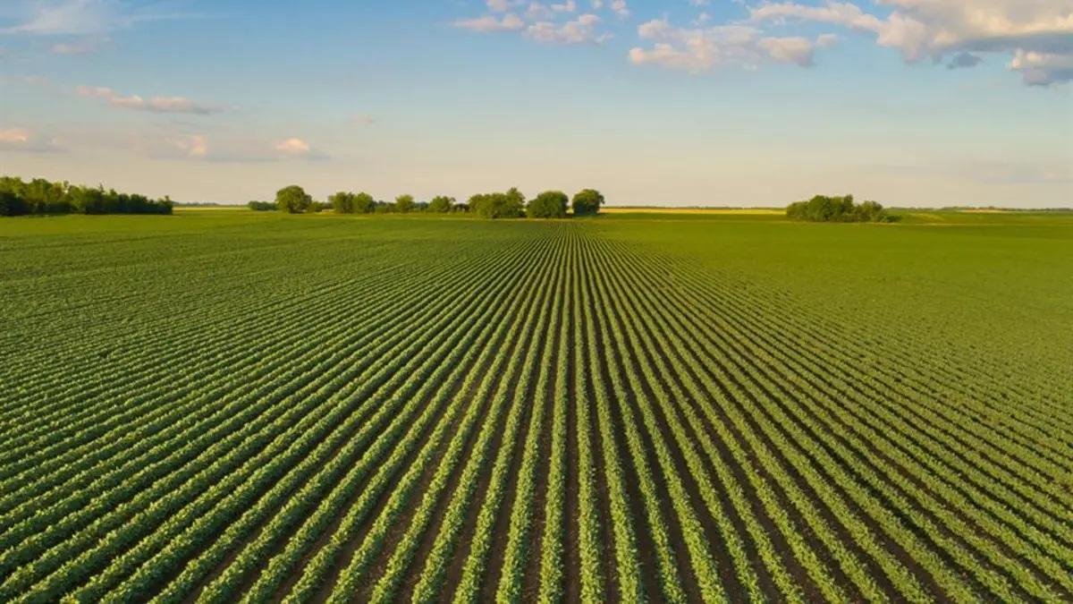Sulphur A Major Nutrient Mosaic India