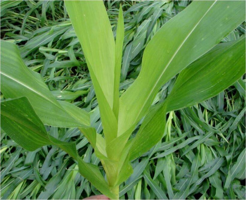 Sulphur A Major Nutrient Mosaic India