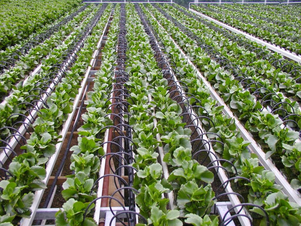 Introducing Drip Irrigation System Mosaic India