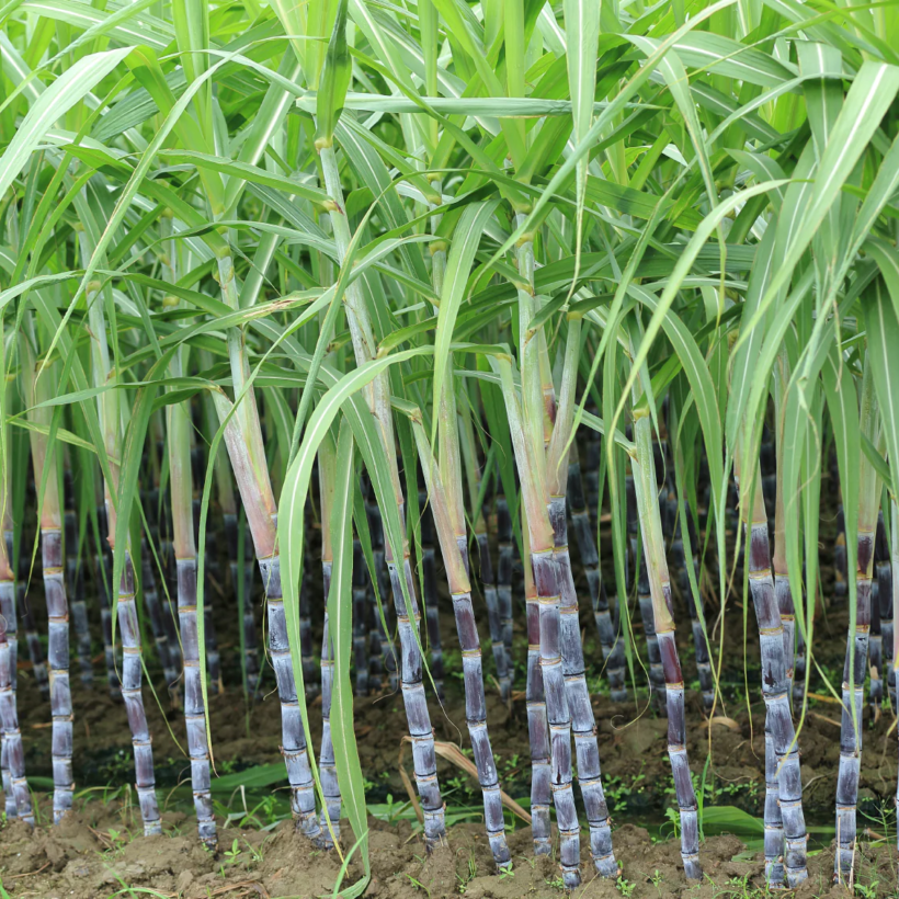 About Sugarcane Crop in India