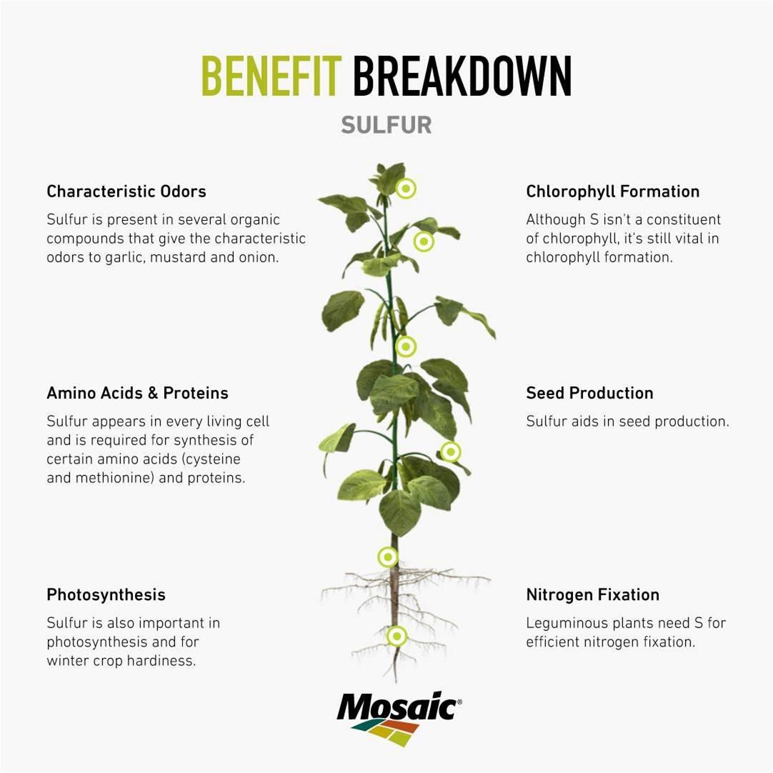 Sulphur A Major Nutrient Mosaic India