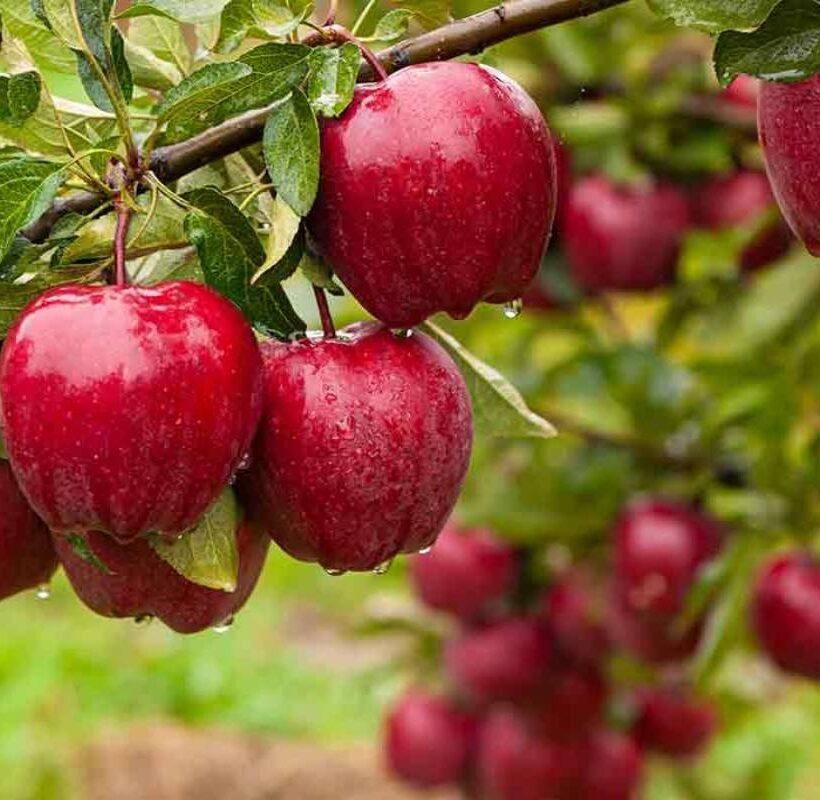 Importance of Post-Harvest Nutrition Management in Apple Orchard