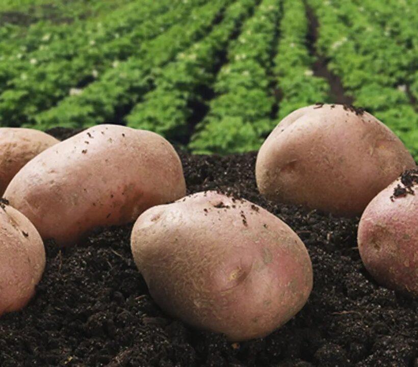 Potash is the Most Important Nutrient for Potato