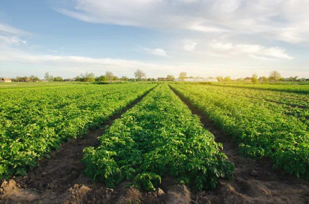Importance of Calcium for Potato Plants