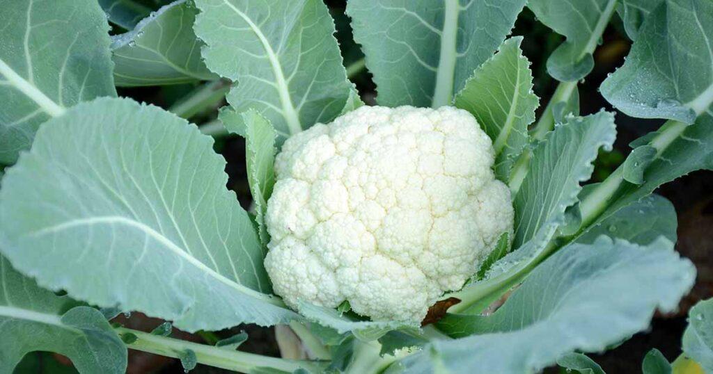 Boron is an Essential Nutrient for Marketable Cauliflower Crop