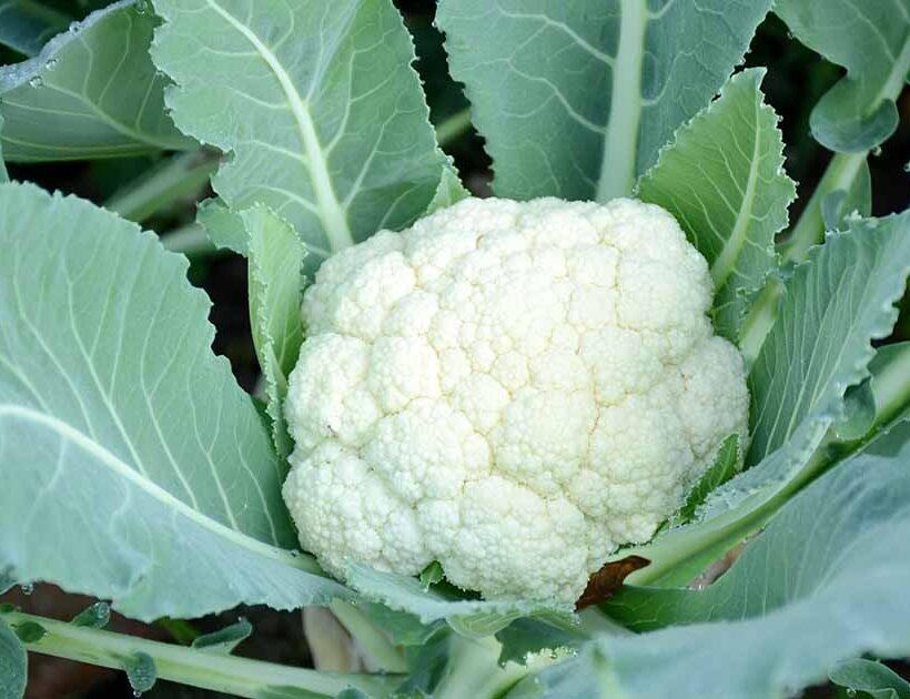 Boron is an Essential Nutrient for Marketable Cauliflower Crop