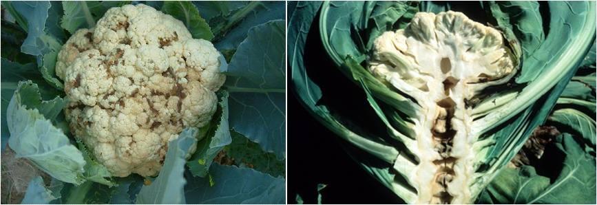 Importance of Boron for Cauliflower Farming