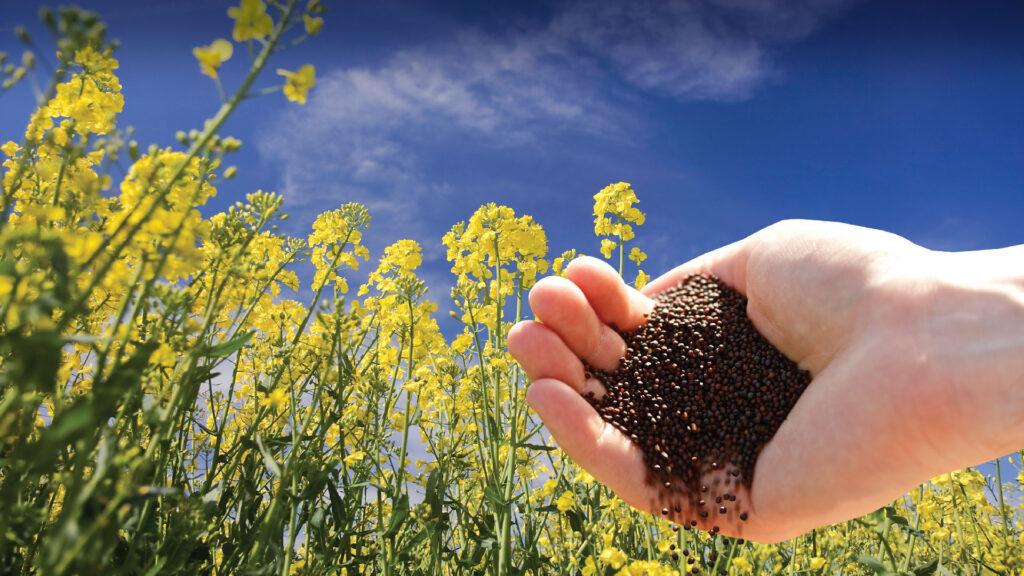Sulfur is The Crucial Nutrient for Oilseed Crops