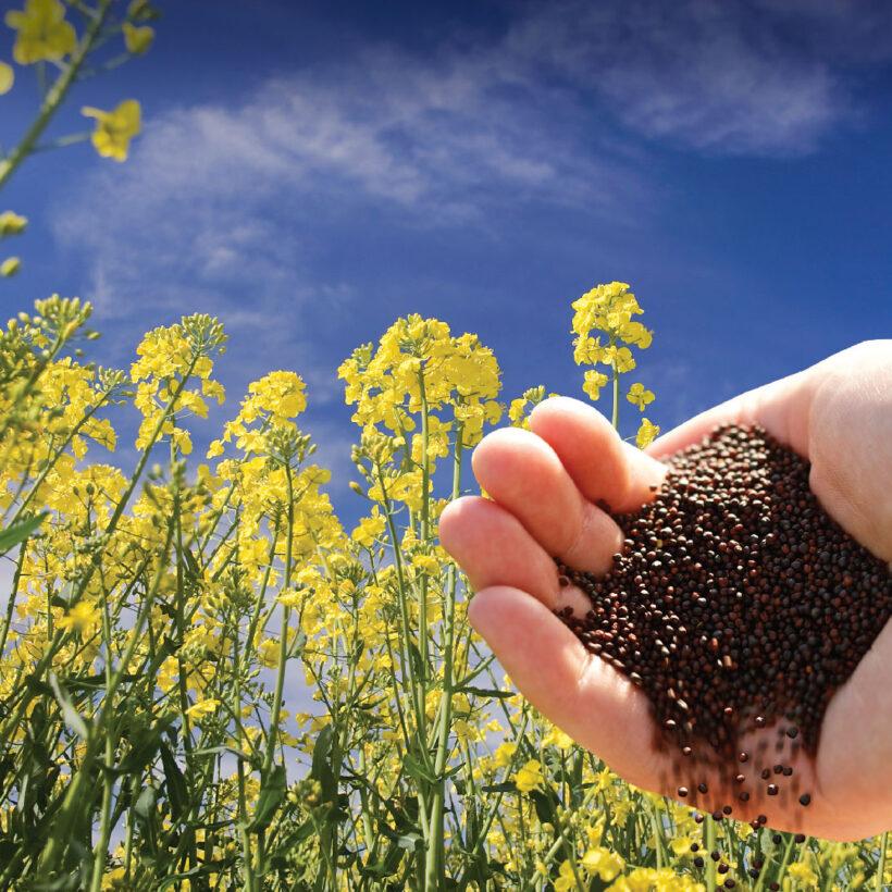 Sulfur is The Crucial Nutrient for Oilseed Crops