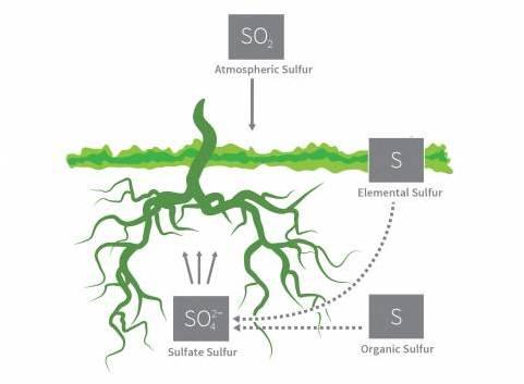 Source of Sulfur for the Crop Plant