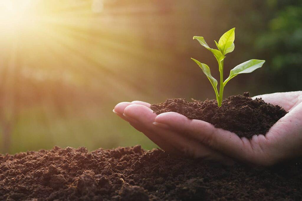 Soil pH and its Impact on Plant Growth and Nutrient Availability