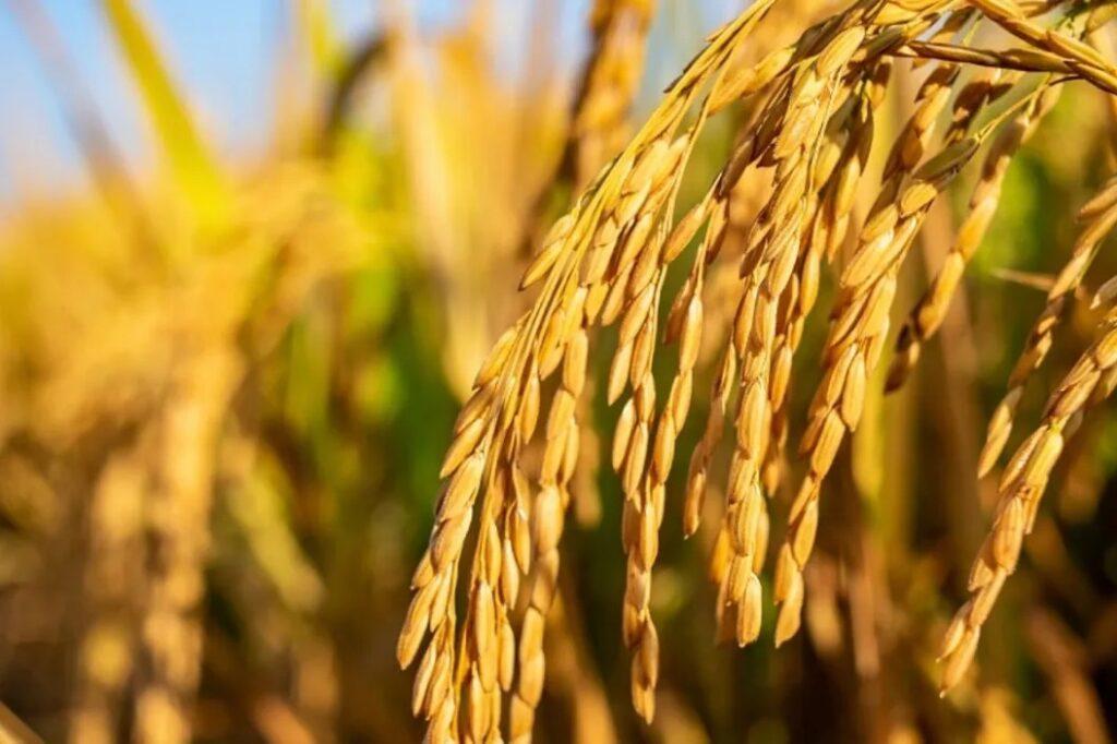 Direct Seeded Rice (DSR)
