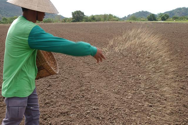 Direct Seeding of Rice Technique