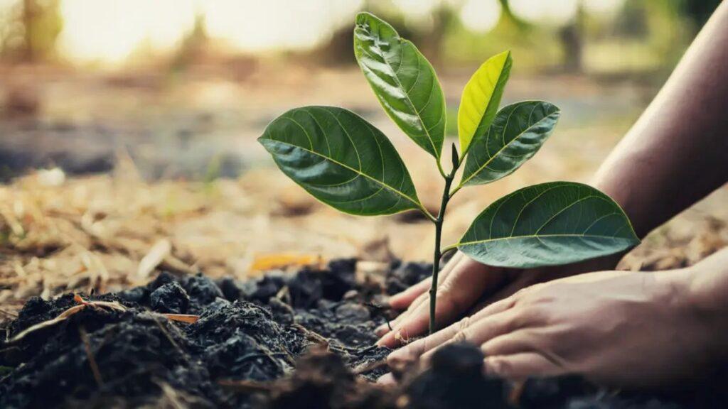 Role of Microorganisms in Agriculture