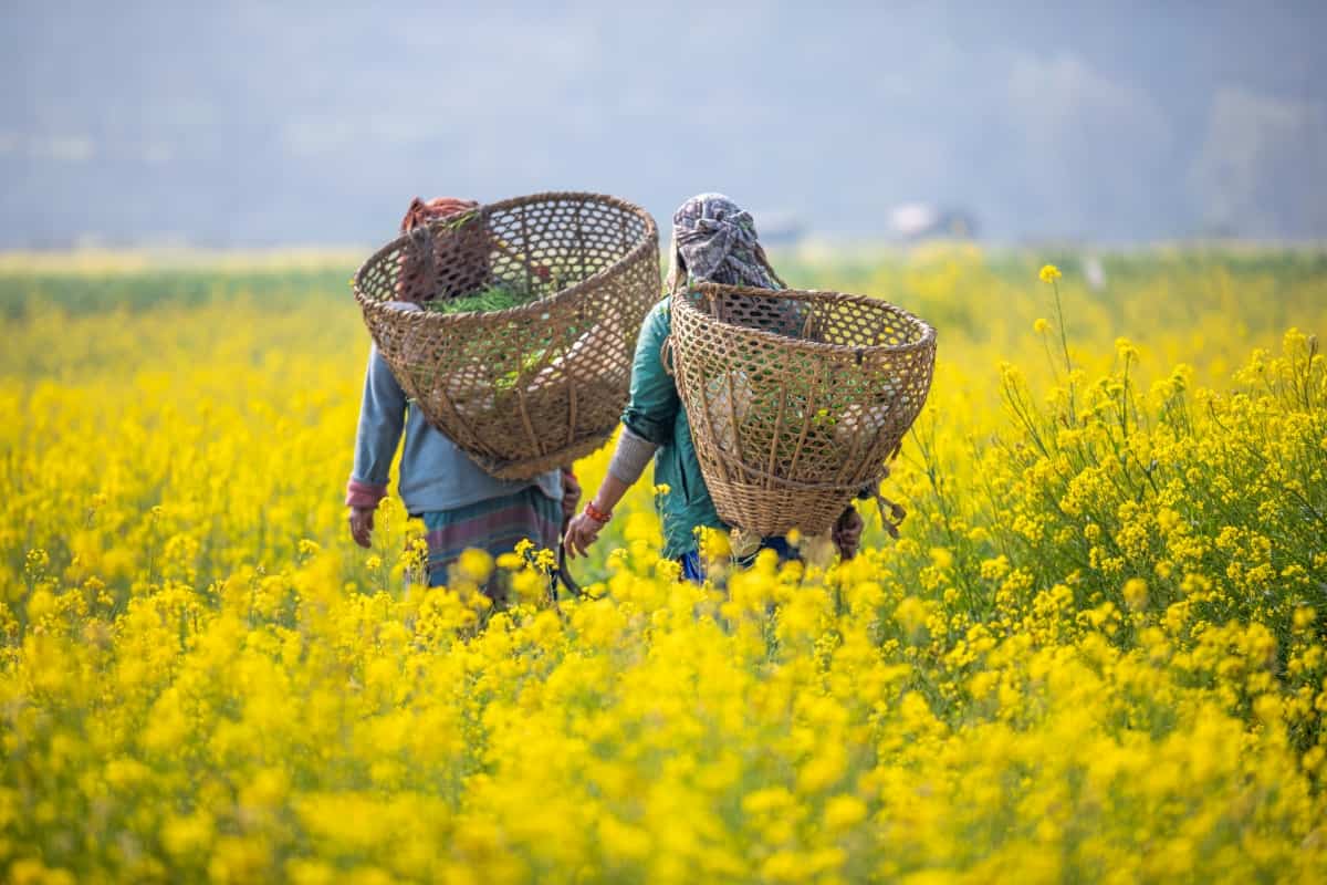 Importance of Trace Elements in Enhancing Rapeseed-Mustard Production in  India - Mosaic India, image size:1200x800