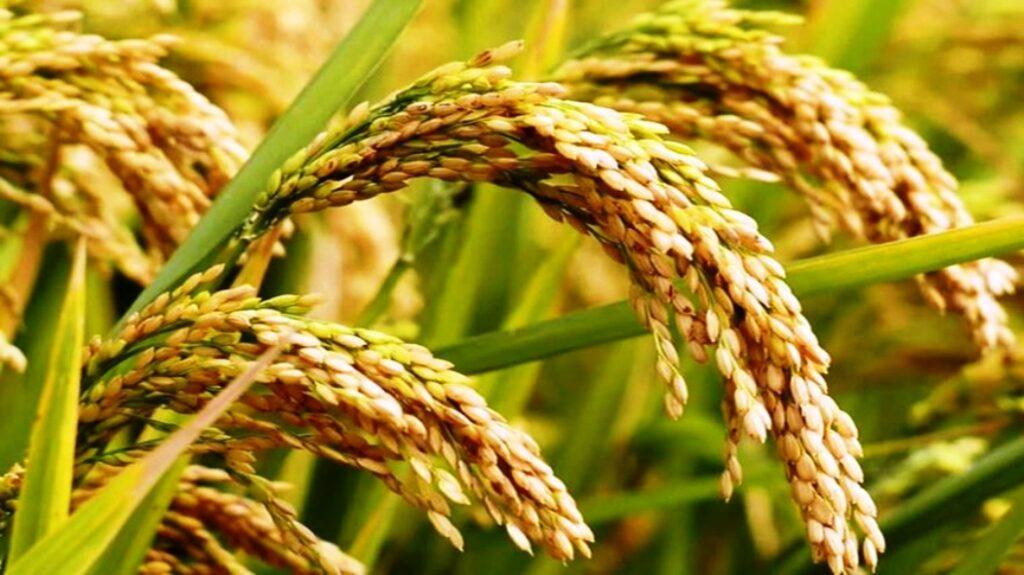 Importance, Role and Toxicity of Micronutrients in Paddy Crop