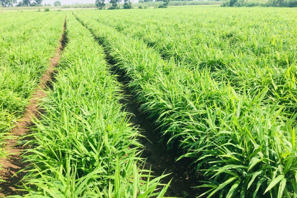 Ginger Farming in Karnataka