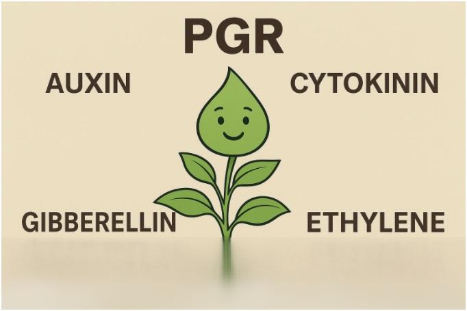 Importance of Plant Growth Regulators and Their Benefits in Agriculture