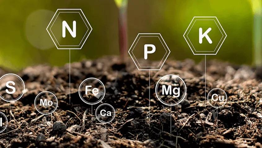 Nutrient Interaction in Soil