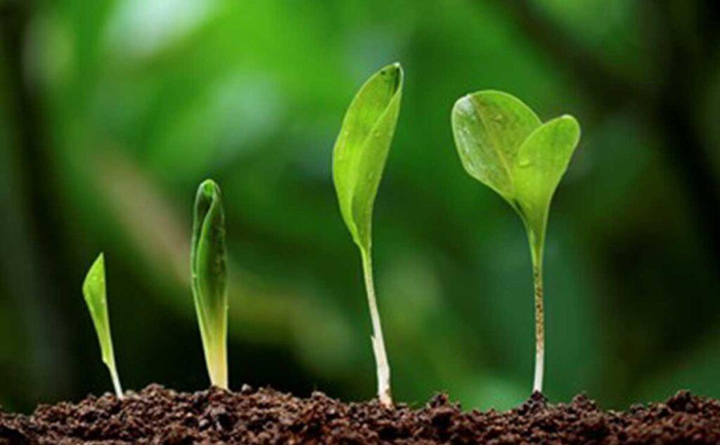 Nutrient Mobility in Plants