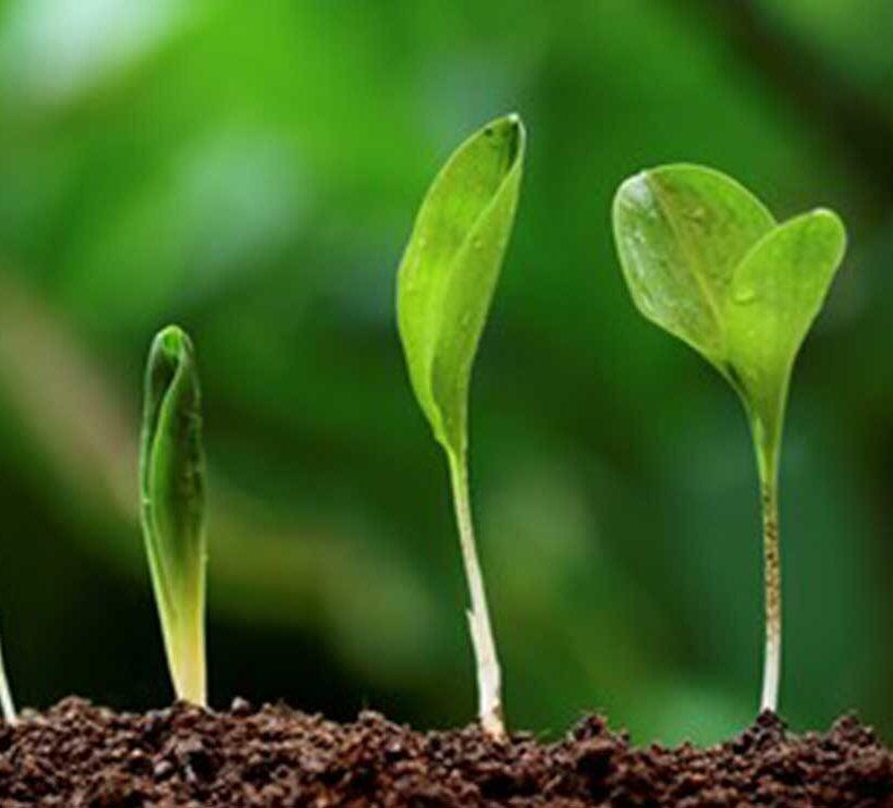 Nutrient Mobility in Plants