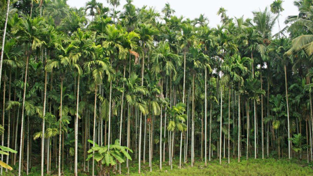 Areca Nut Farming in Karnataka