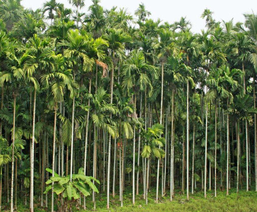 Areca Nut Farming in Karnataka