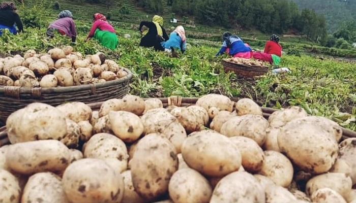 Role of Calcium in Potato Farming