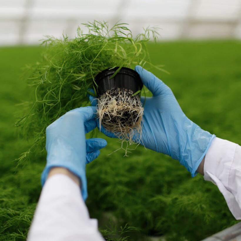 Balanced Crop Nutrition and Disease Management