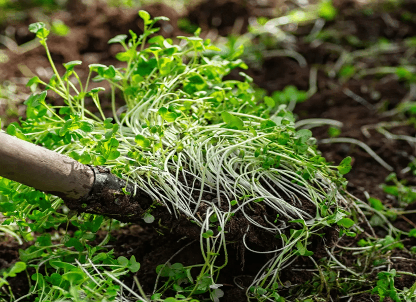 Importance of Green and Green Leaf Manuring